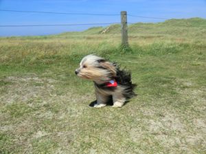 a dog against the strong wind